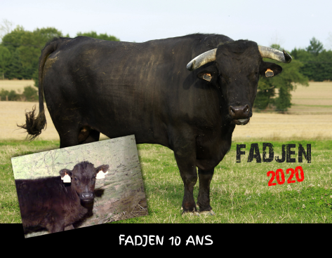 calendrier vache bovin 2020 association anti corrida fadjen